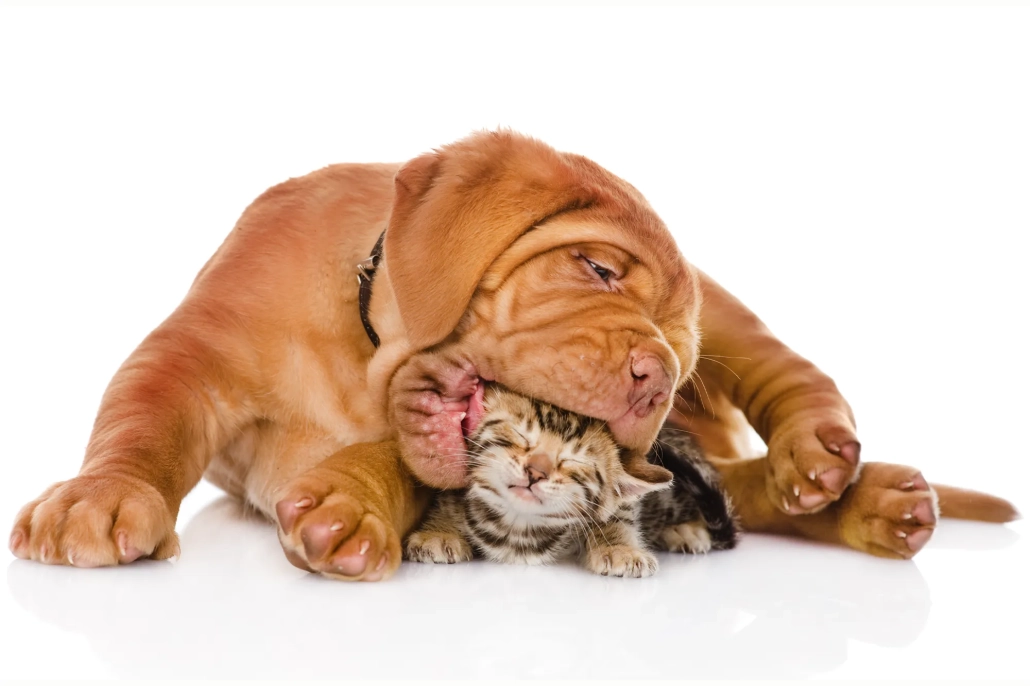 Winter Furballs Pet Care Tips for Phoenix’s Cool-Season