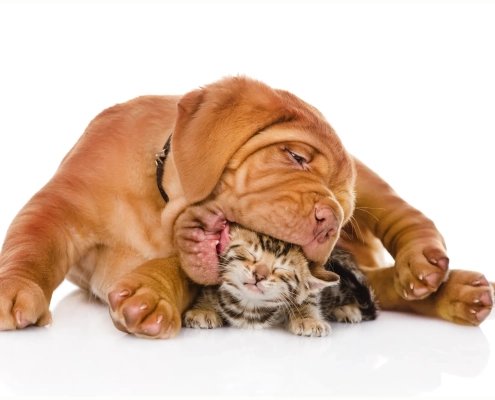 Winter Furballs Pet Care Tips for Phoenix’s Cool-Season