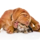 Winter Furballs Pet Care Tips for Phoenix’s Cool-Season