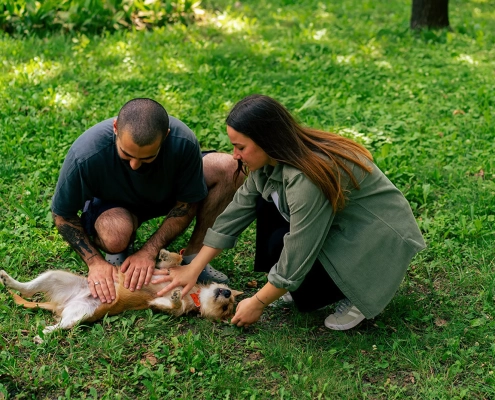 A guide on how to perform Pet CPR