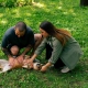 A guide on how to perform Pet CPR