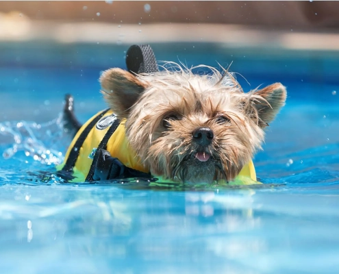Keep Your Dog Splashing Safely This Summer! Water Safety Tips for your pets.