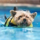 Keep Your Dog Splashing Safely This Summer! Water Safety Tips for your pets.