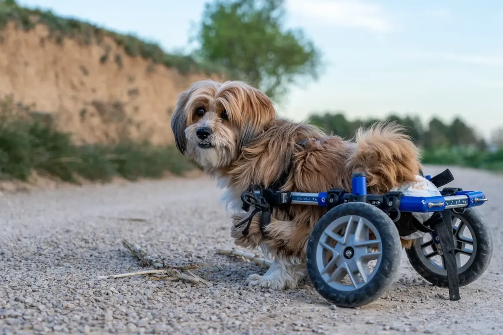 Advancements In Caring For Injured & Disabled Pets.