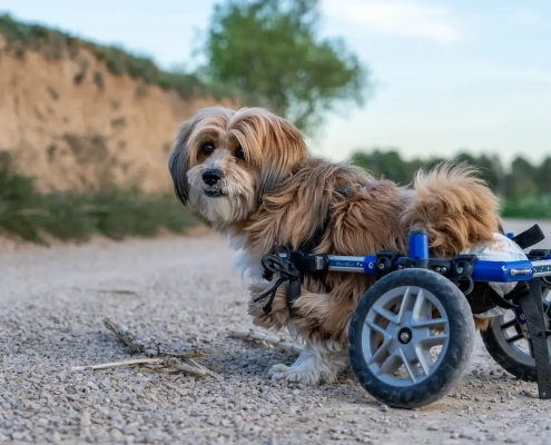 Advancements In Caring For Injured & Disabled Pets.