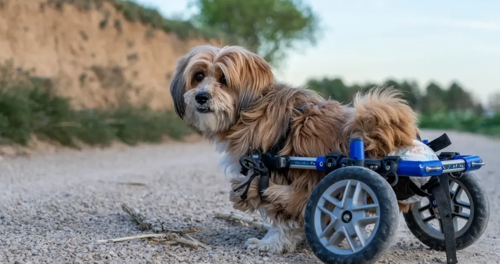 Advancements In Caring For Injured & Disabled Pets.