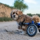 Advancements In Caring For Injured & Disabled Pets.