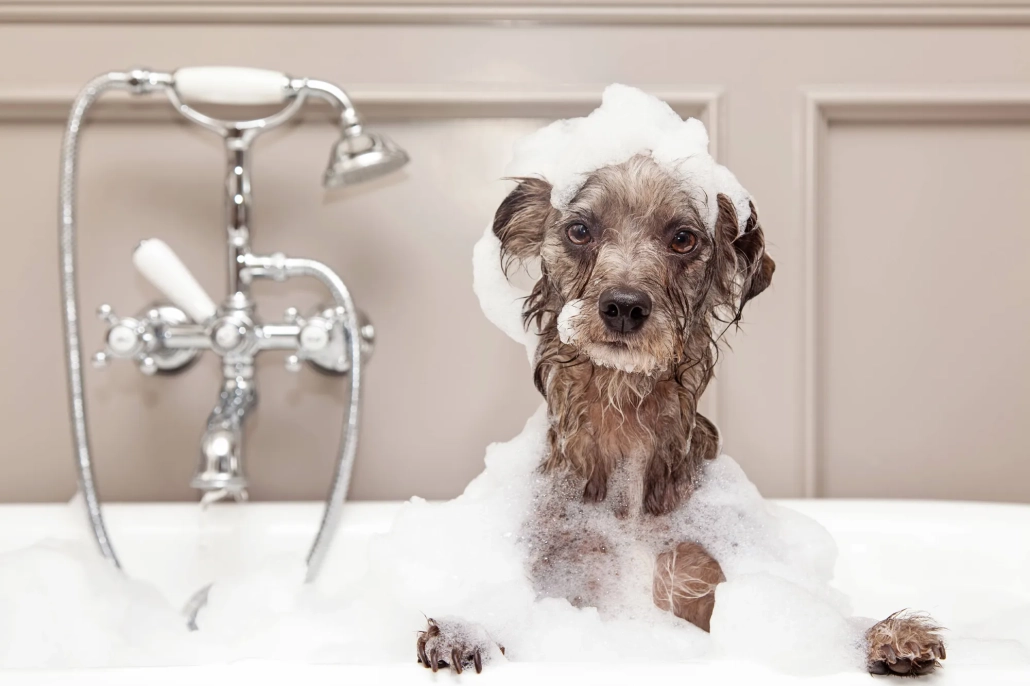 Taking a Bath Have a Happy Pet Bath With These Tips for a Clean and Calm Bath Time..
