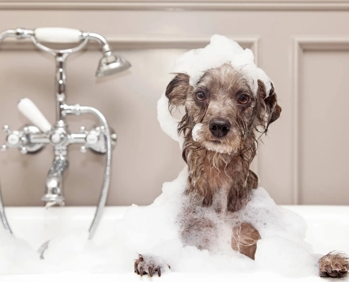 Taking a Bath Have a Happy Pet Bath With These Tips for a Clean and Calm Bath Time..