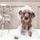 Taking a Bath Have a Happy Pet Bath With These Tips for a Clean and Calm Bath Time..