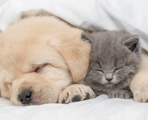 Helping Your Cats and Dogs Live in Harmony
