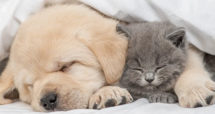 Helping Your Cats and Dogs Live in Harmony