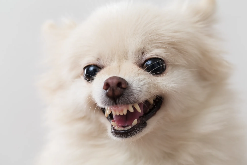 Fur-ever Friends- Helping Your Cats and Dogs Live in Harmony