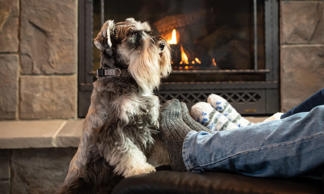 Holiday Pet Safety Guide - Managing holiday chaos and hazards to your dog or cat