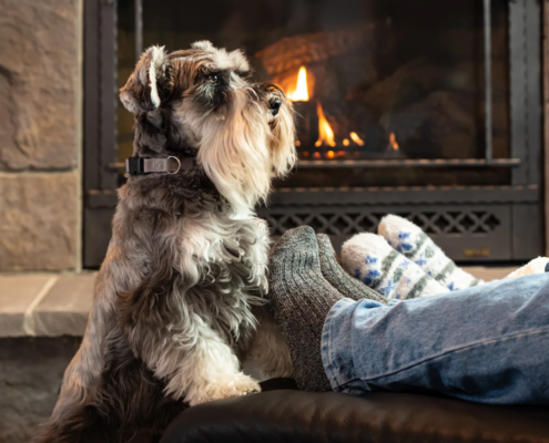 Holiday Pet Safety Guide - Managing holiday chaos and hazards to your dog or cat