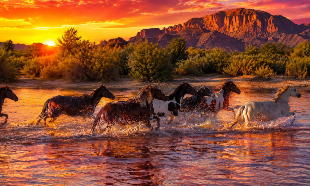Guarding the Salt River: The Volunteers Saving Arizona’s Wild Horses
