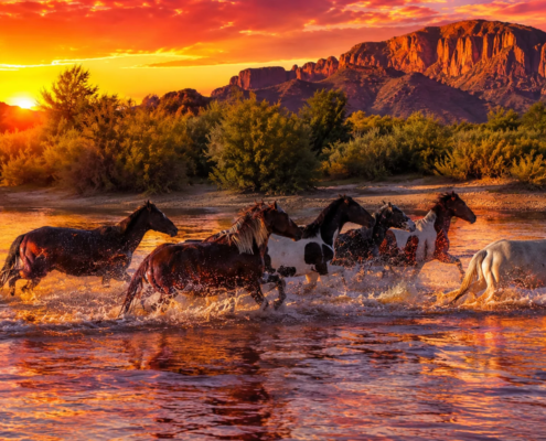 Guarding the Salt River: The Volunteers Saving Arizona’s Wild Horses