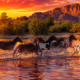 Guarding the Salt River: The Volunteers Saving Arizona’s Wild Horses