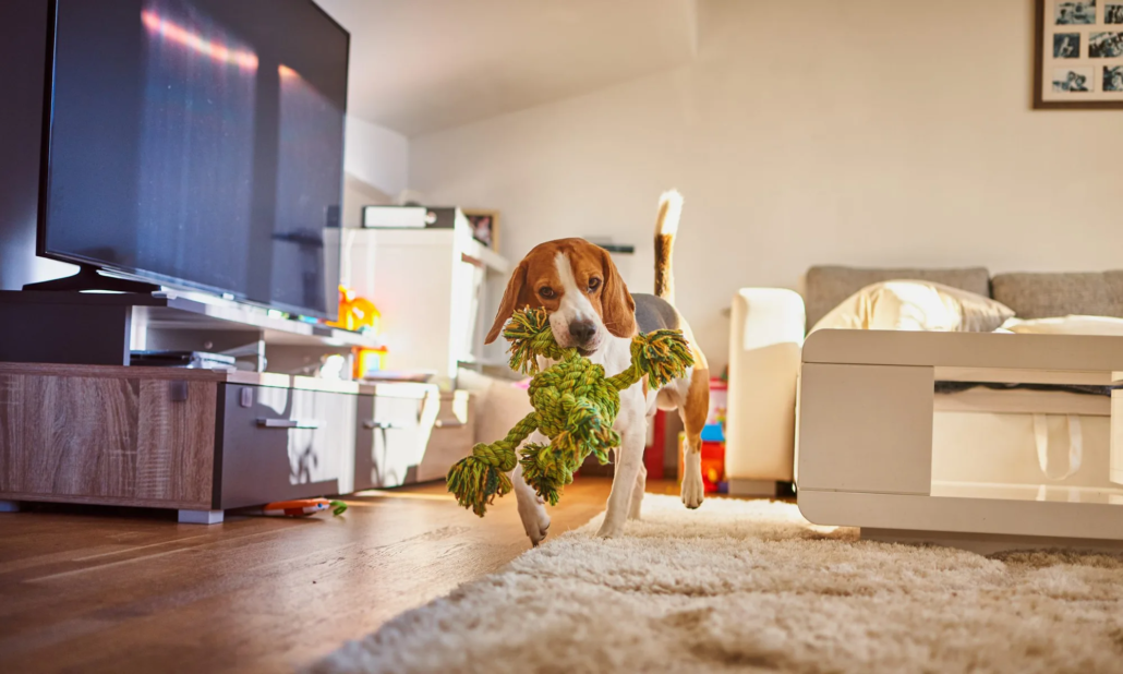 Summer-Ready Pets