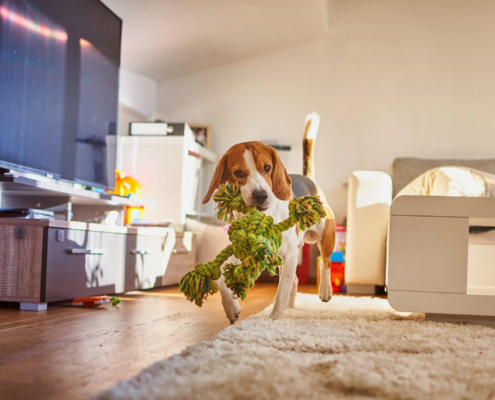 Summer-Ready Pets