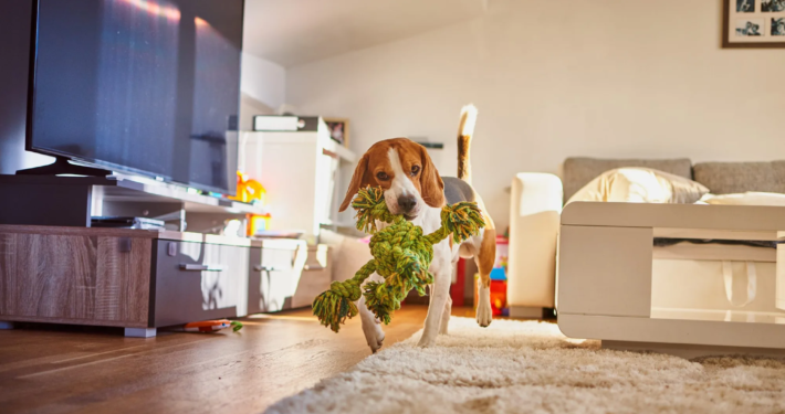 Summer-Ready Pets