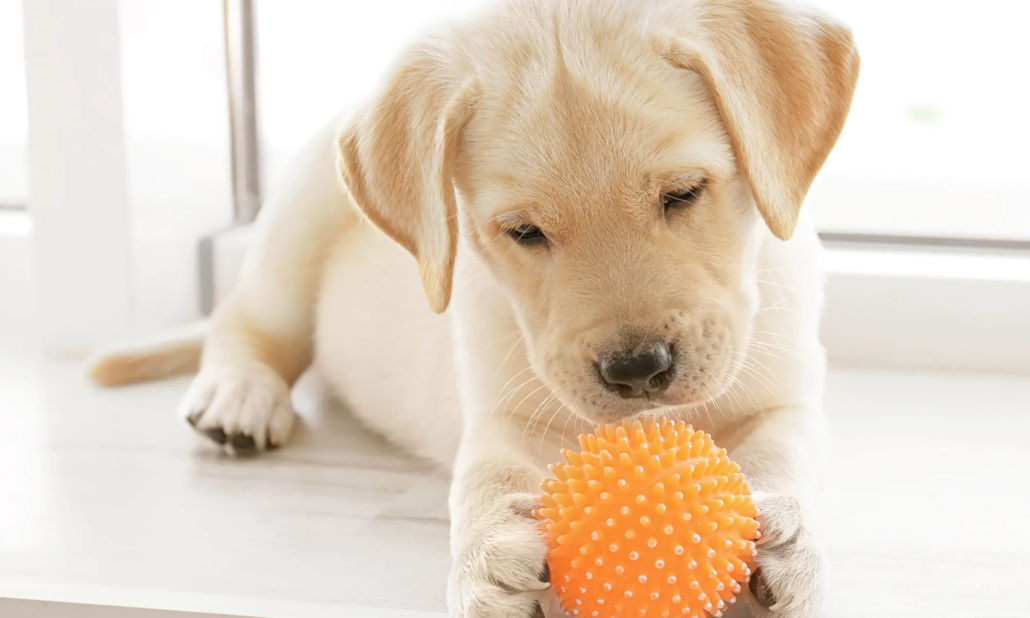 How to Train Your Puppy to Stop Chewing on Forbidden Items