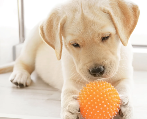 How to Train Your Puppy to Stop Chewing on Forbidden Items
