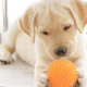 How to Train Your Puppy to Stop Chewing on Forbidden Items