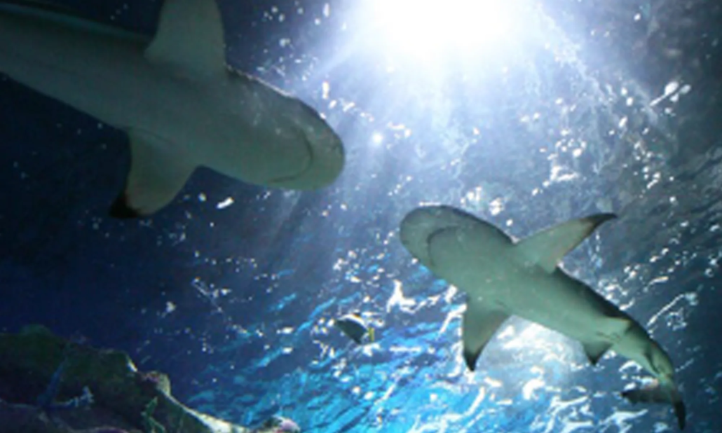 SEA LIFE Arizona Aquarium