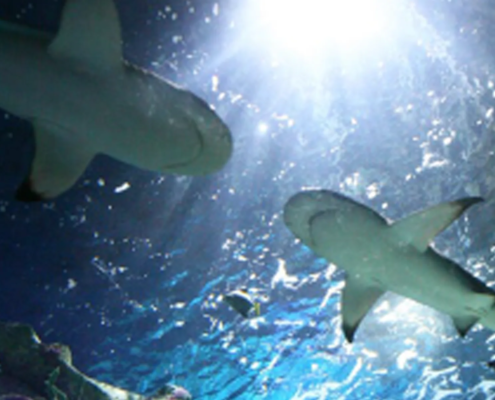 SEA LIFE Arizona Aquarium