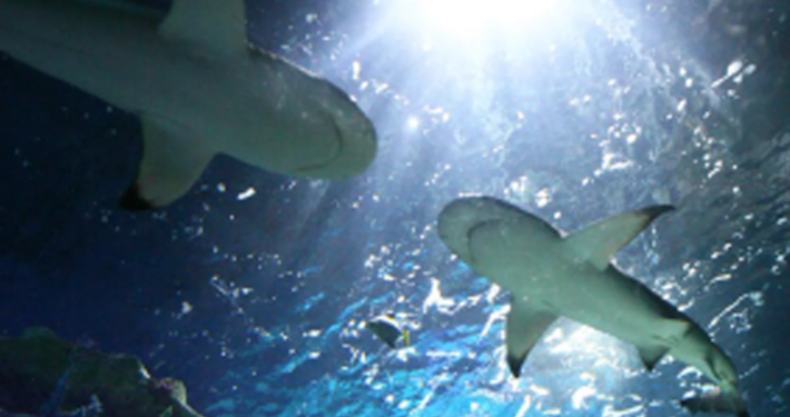 SEA LIFE Arizona Aquarium