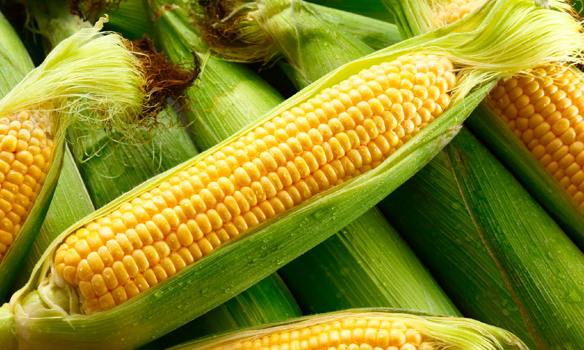 Corn and Watermelon Festival 2026