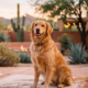 Preparing Your Pets for Fall Allergies and Cooler Weather in Phoenix.
